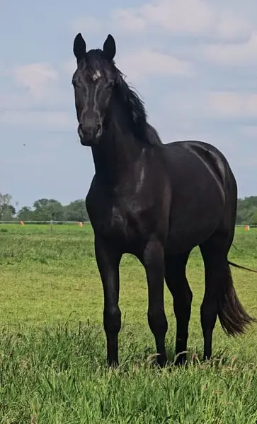 Hengstanwärter von For Romeo