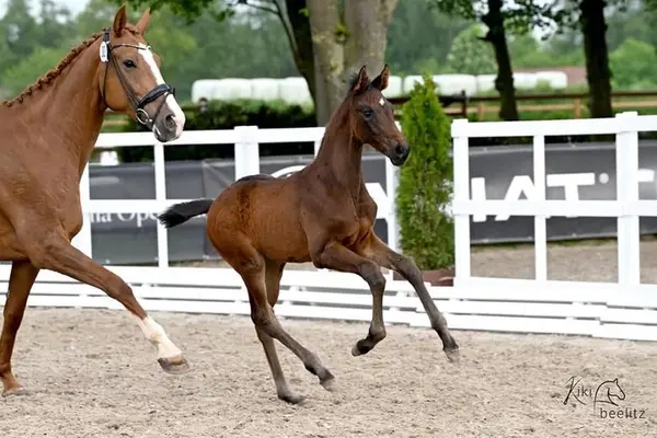 Promising Yearling Filly by Lord Europe x Santo Domingo