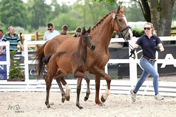 Vielversprechende Jährlingsstute von Lord Europe x Santo Domingo