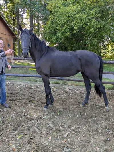 3 Jährige Rappstute von Majestic Taonga