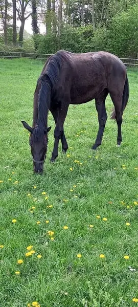 3 Jährige Rappstute von Majestic Taonga