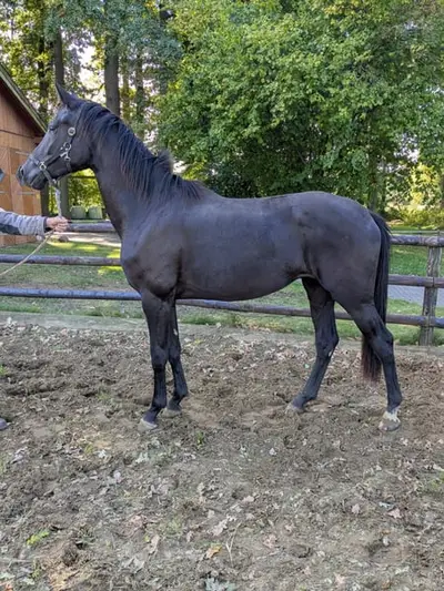 3 Jährige Rappstute von Majestic Taonga