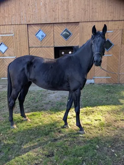 3 Jährige Rappstute von Majestic Taonga