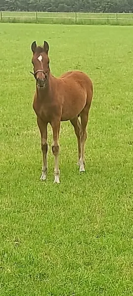Schönes Ponystutfohlen