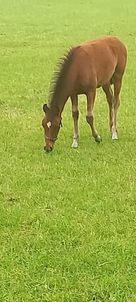 Schönes Ponystutfohlen