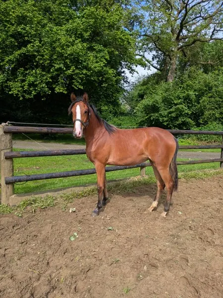 Deutsches Reitpony Stute 1 Jahr