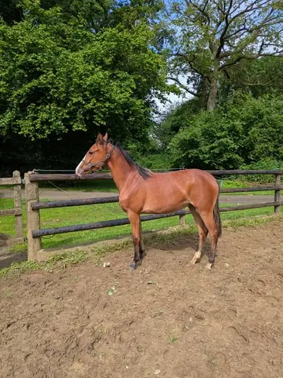 Deutsches Reitpony Stute 1 Jahr
