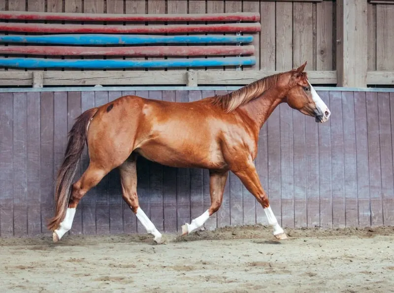 Bildhübsche Ranch Horse Stute der Extraklasse!