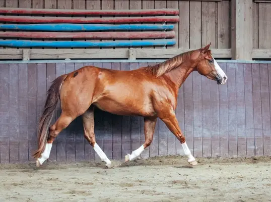 Bildhübsche Ranch Horse Stute der Extraklasse!