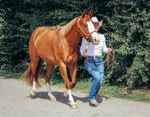 Bildhübsche Ranch Horse Stute der Extraklasse!