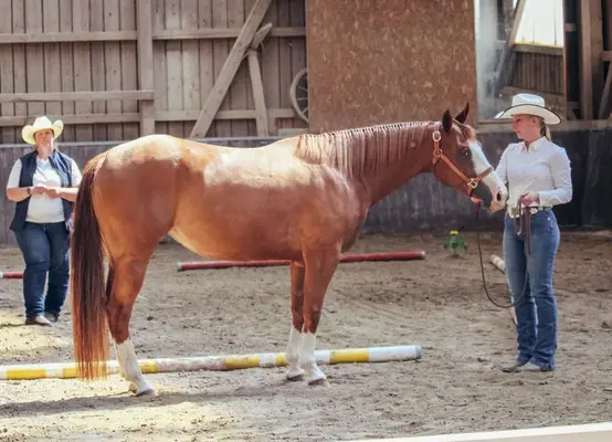 Bildhübsche Ranch Horse Stute der Extraklasse!