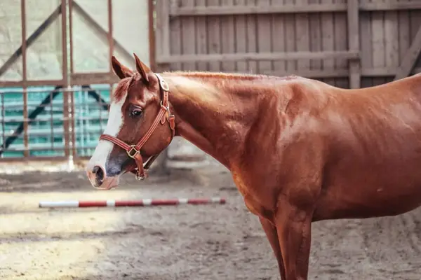 Bildhübsche Ranch Horse Stute der Extraklasse!