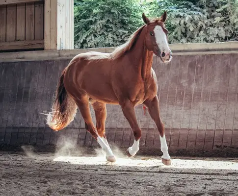 Bildhübsche Ranch Horse Stute der Extraklasse!