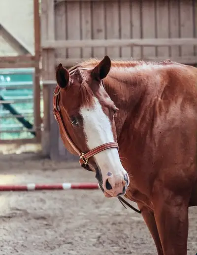 Bildhübsche Ranch Horse Stute der Extraklasse!