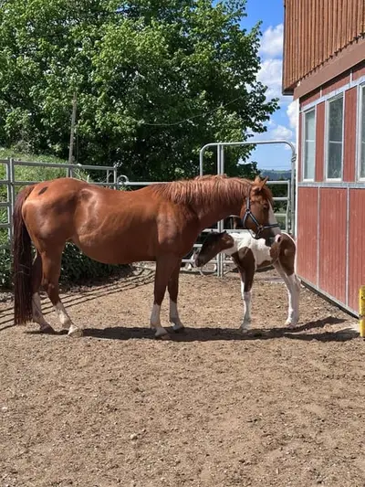 Bildhübsche Ranch Horse Stute der Extraklasse!
