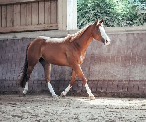 Bildhübsche Ranch Horse Stute der Extraklasse!