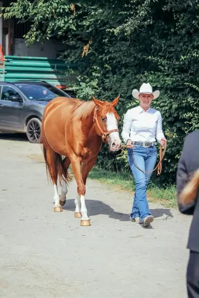 Bildhübsche Ranch Horse Stute der Extraklasse!