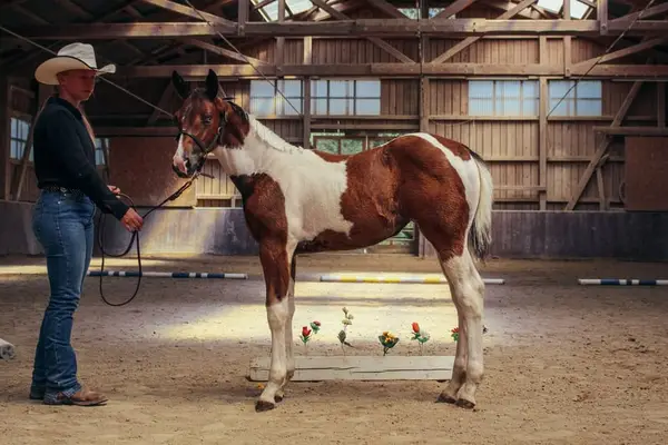 Tolles Paint Horse Stutfohlen