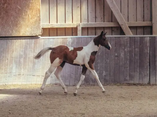 Tolles Paint Horse Stutfohlen