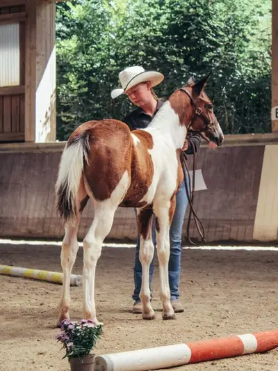 Tolles Paint Horse Stutfohlen