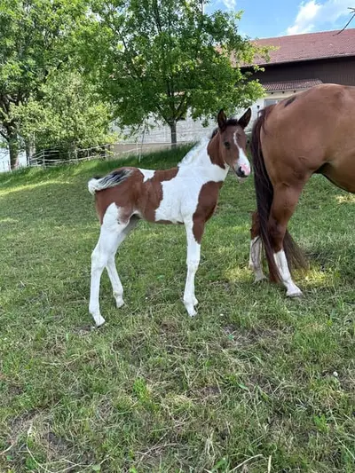 Tolles Paint Horse Stutfohlen