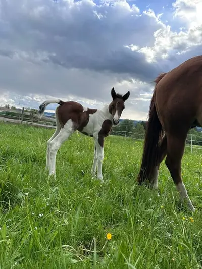 Tolles Paint Horse Stutfohlen