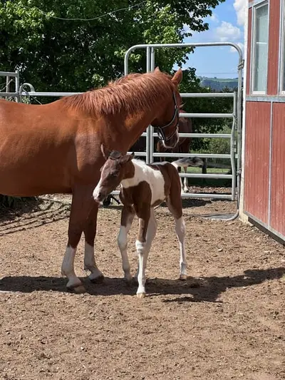 Tolles Paint Horse Stutfohlen