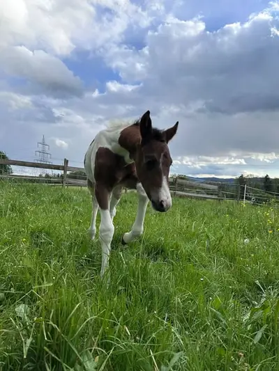 Tolles Paint Horse Stutfohlen