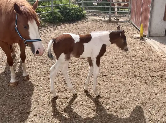 Tolles Paint Horse Stutfohlen