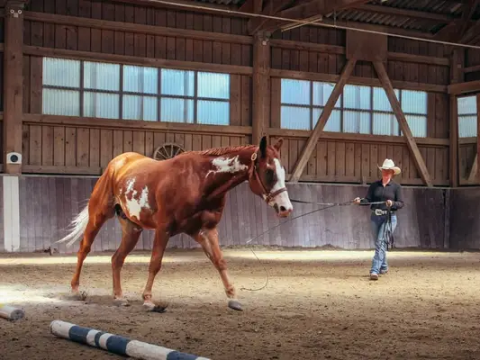Schöner Paint Horse Wallach mit Charme
