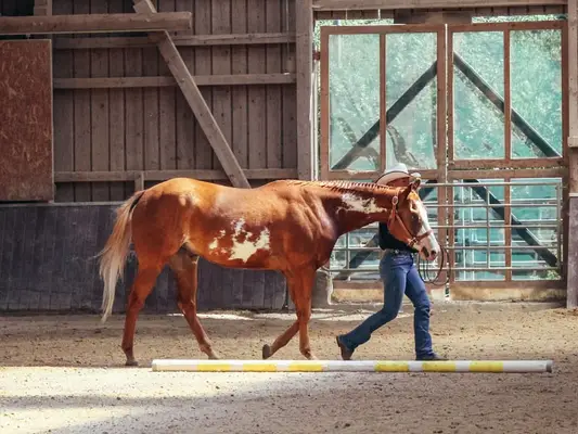 Schöner Paint Horse Wallach mit Charme