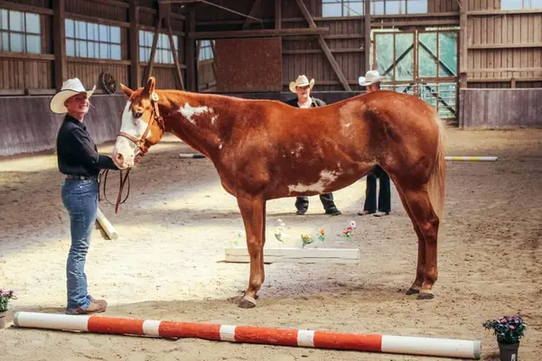 Schöner Paint Horse Wallach mit Charme