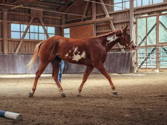 Schöner Paint Horse Wallach mit Charme