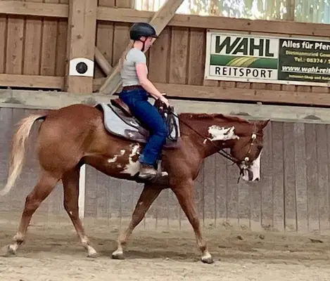 Schöner Paint Horse Wallach mit Charme