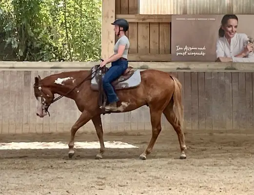 Schöner Paint Horse Wallach mit Charme