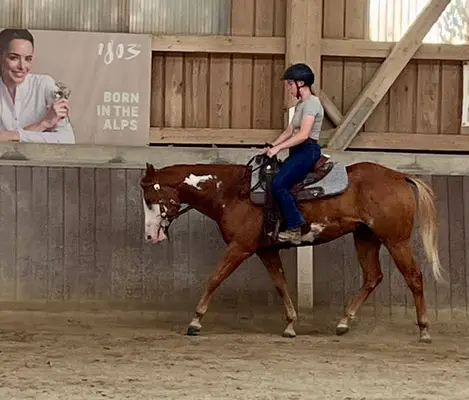Schöner Paint Horse Wallach mit Charme