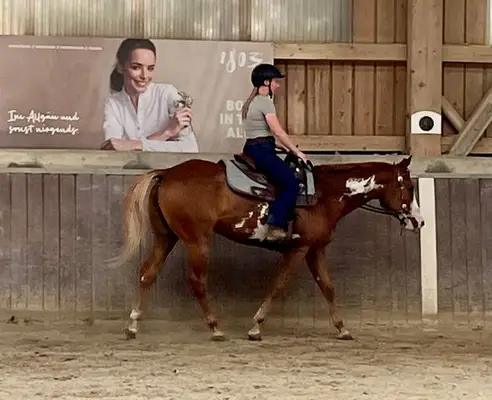 Schöner Paint Horse Wallach mit Charme