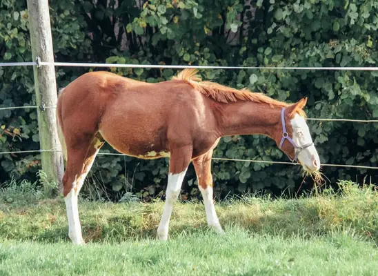 vielversprechender Jungstar mit Charakter und Qualität