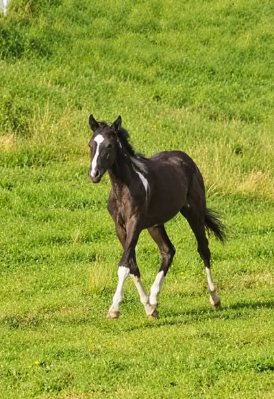 Eine echte Black Beauty