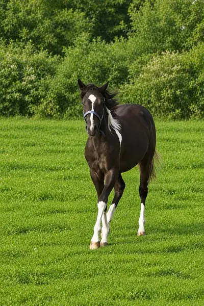 Eine echte Black Beauty