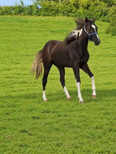 Eine echte Black Beauty