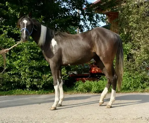 Eine echte Black Beauty