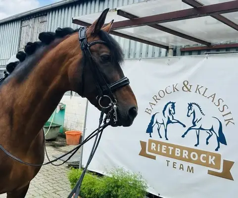 Anreiten,Ausbilden und Verkauf ! bei uns!!