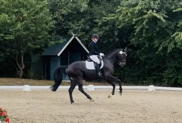 Dressurpferd für den Amateur
