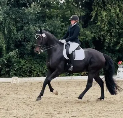 Dressurpferd für den Amateur
