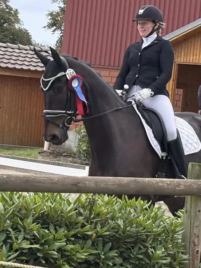 Dressurpferd für den Amateur