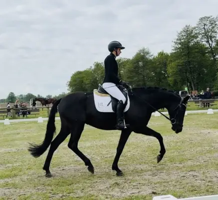 Tolle Rappstute Toto Gold
