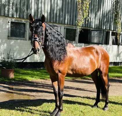 Dressurpferd in Barocktyp
