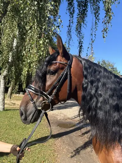 Dressurpferd in Barocktyp