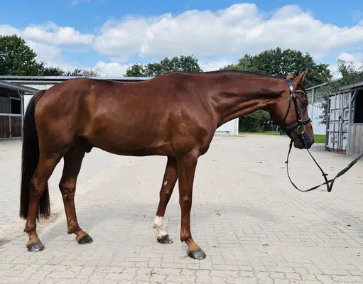 Traum Hunter